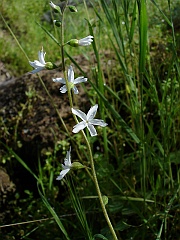 lithophragma affine